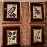 A08. Set of 4 ”Selavy Nuts” botanical prints with tortoise shell pattern frames. 18”h x 15”w 
